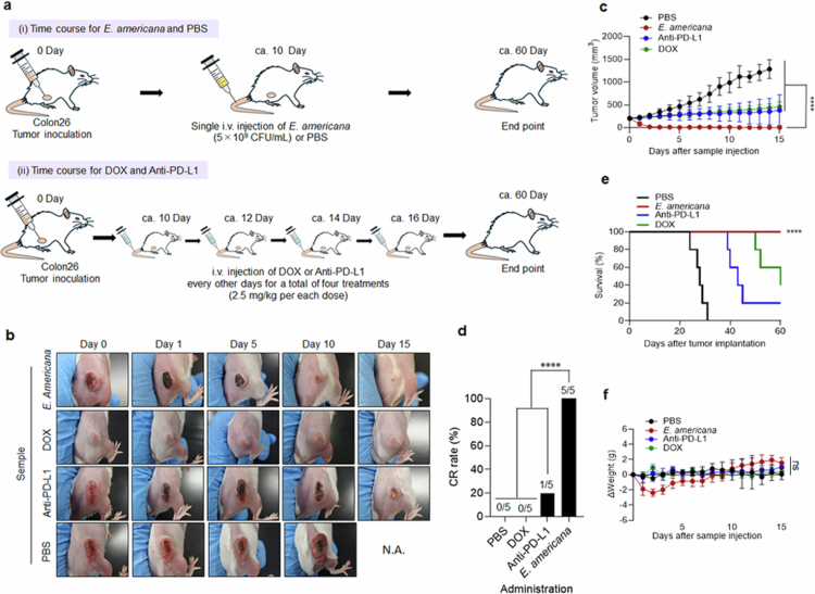 Iwata et al., Figure 3. Tumour-growth and survival comparisons in the mouse study. The illustrated treatment groups have n = 5; this is not a human cure rate.