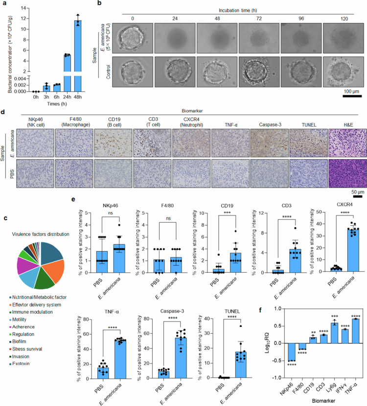 Iwata et al., Figure 4. Tumour and immune-response measurements from the mouse study. Read each panel with its original caption in the source record.